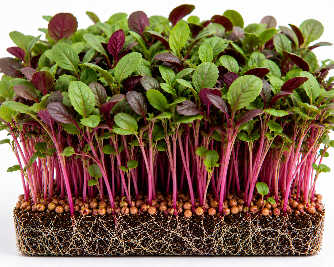 Amaranth (Red)