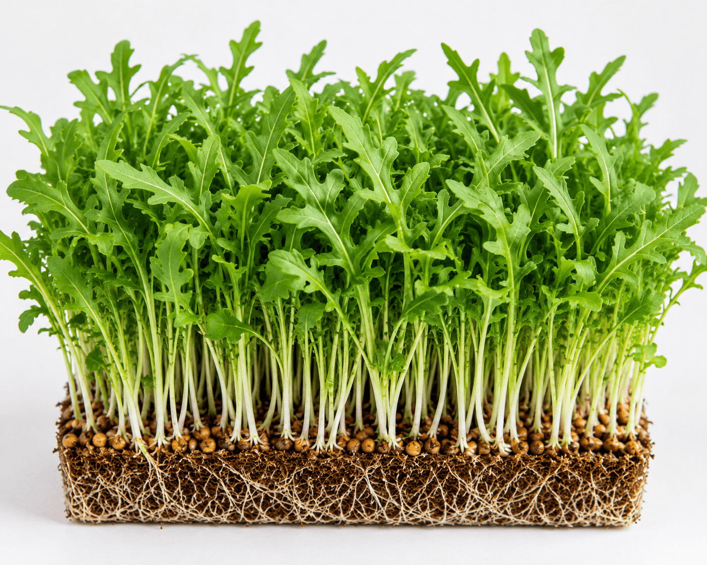 Arugula