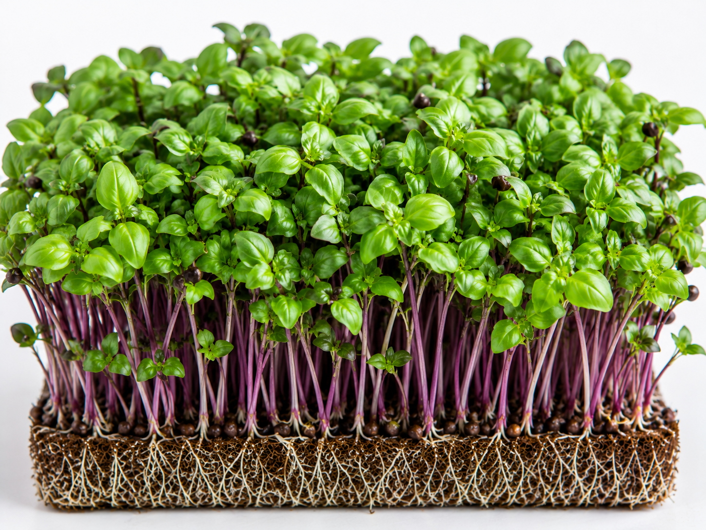 Basil