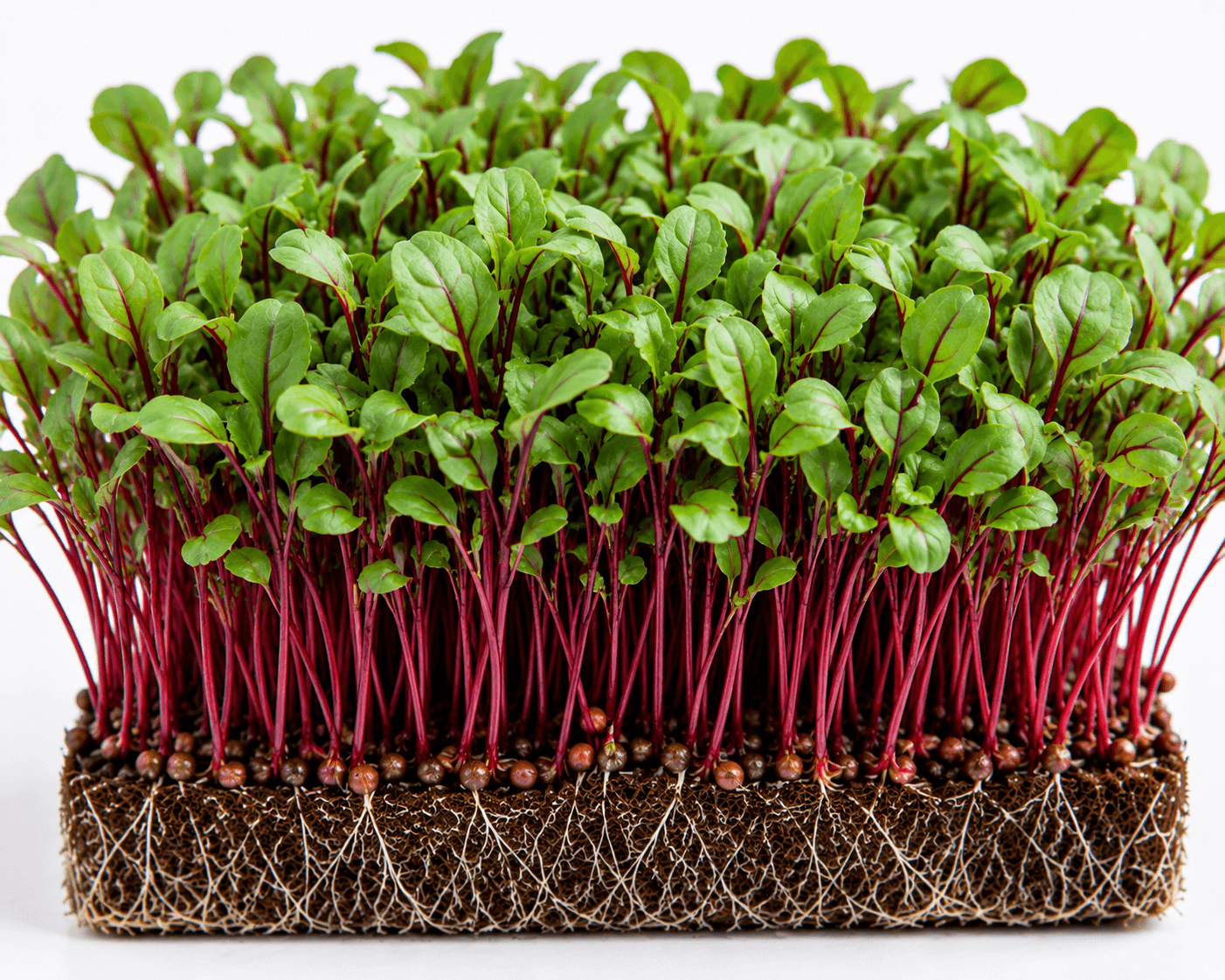 Beetroot