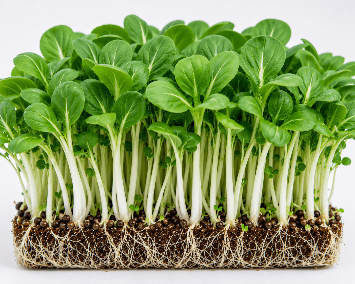 Bok Choy