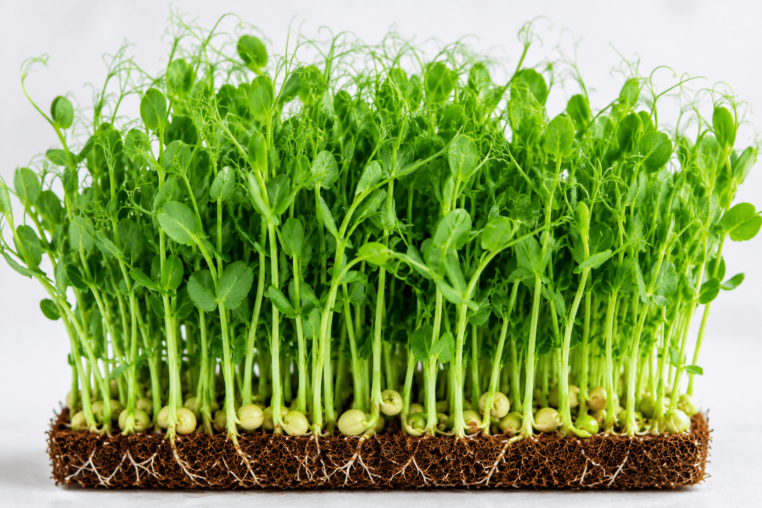 Pea Shoots