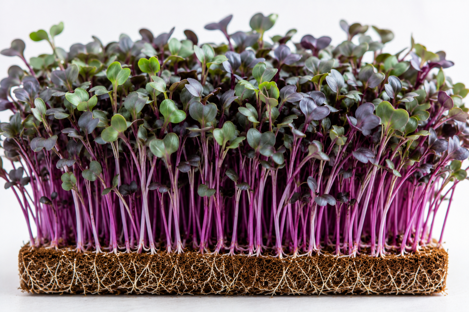 Red Cabbage