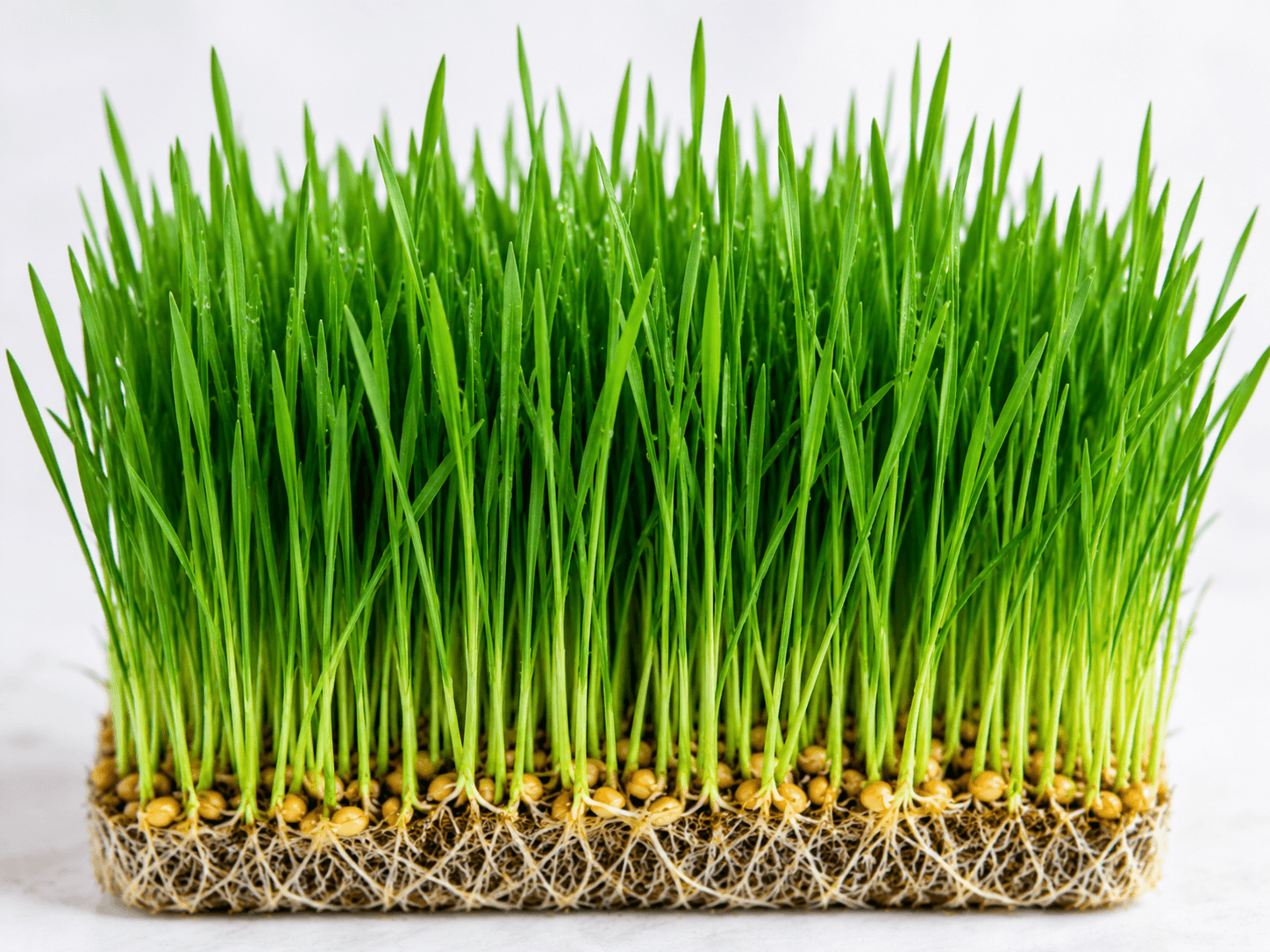 Wheatgrass